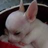 naiyanasresombut554