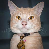 ชินวัตร เกษมสุข